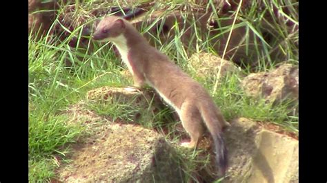 The Stoat. Natures killing machine - YouTube