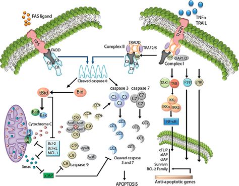 IJMS | Free Full-Text | A Time to Kill: Targeting Apoptosis in Cancer | HTML