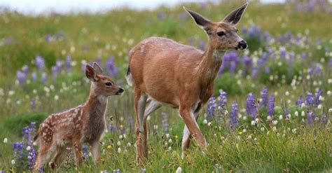 Deer Season In Ohio: Everything You Need To Know To Be Prepared - AZ Animals