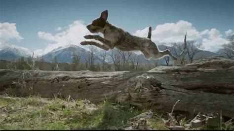 Blue Buffalo BLUE Wilderness TV Spot, 'Feed the Wolf' - iSpot.tv