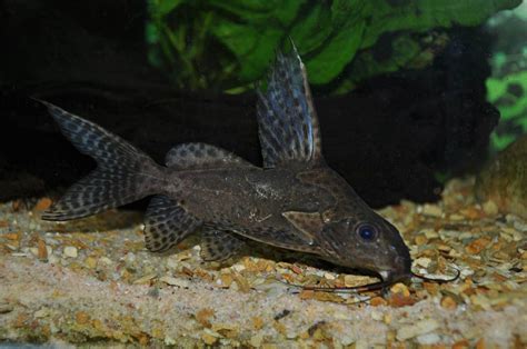 Synodontis sp. - African Catfish sp. | Siluriformes, Vida marina, Marina