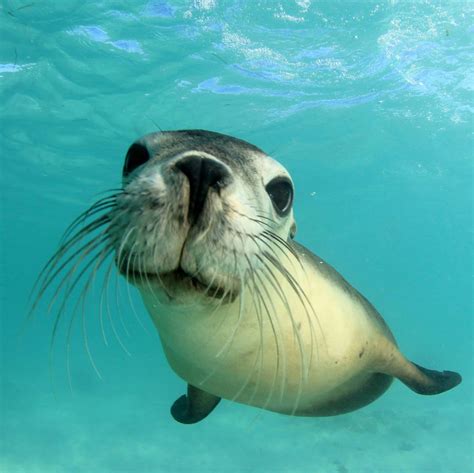 4 Types of Seals Found in Maine (2023) - Bird Watching HQ