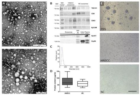 EpCAM Monoclonal Antibody (AUA1) (MA5-13917)