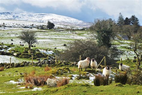 Wallpaper : countryside, sheep, snow, field, grass, mountain, cuilcagh ...