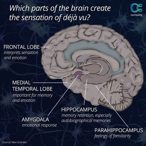 Pin by Coopers Research on What is dementia? | Brain anatomy, What is ...