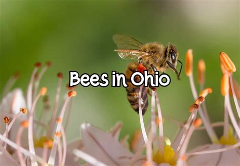 21 Common Bees in Ohio (Pictures and Identification)