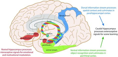 Irresti: Middle And Superior Temporal Cortical Regions