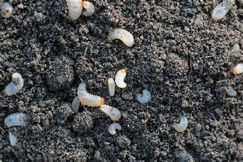 How to Identify and Control Root Weevils | Gardener’s Path