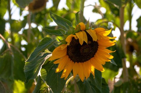 Giant Sunflower Free Stock Photo - Public Domain Pictures