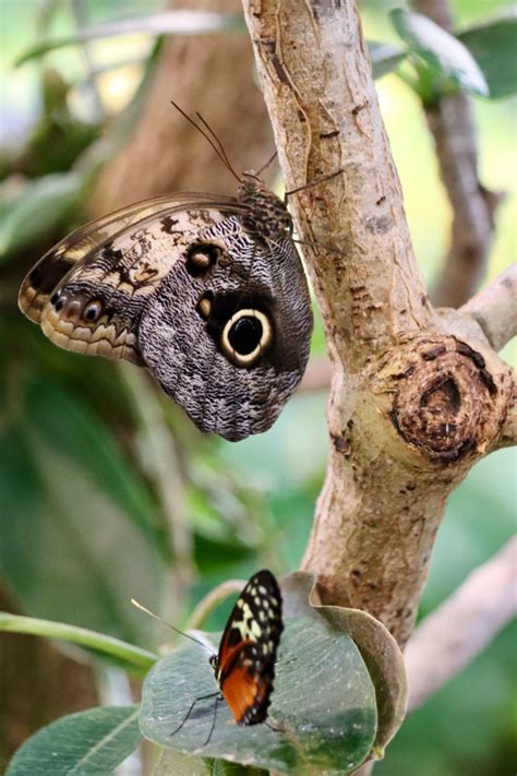 Hershey Gardens Butterfly Atrium | Downeast Thunder Farm