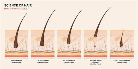 Stages Of Hair Growth Cycle