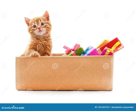 Little Cat in the Box with Gifts Stock Image - Image of charming, bright: 132166723