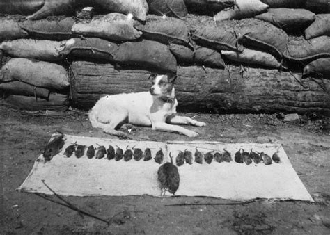 Ww1 Trenches Lice