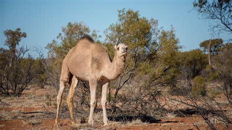 Australia to cull 10,000 wild camels due to drought