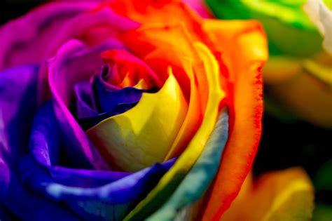 Rainbow rose petals, colorful, petals, rainbow, rose, HD wallpaper | Peakpx