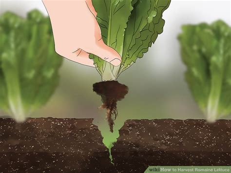 How to Harvest Romaine Lettuce: 11 Steps (with Pictures) - wikiHow