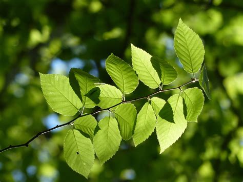 Yellow Birch Tree – 5/27/19 – Sharon Friends of Conservation