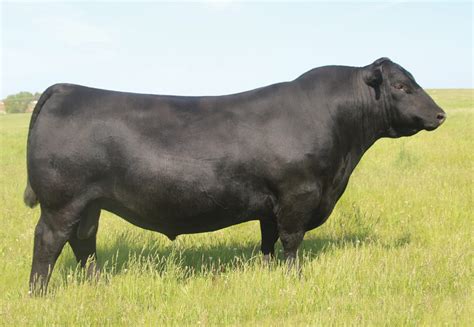 S A V Rainfall 6846 - Select Sires Beef