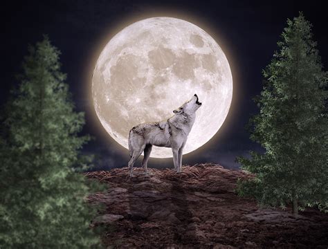 Wolf And Moon on Behance