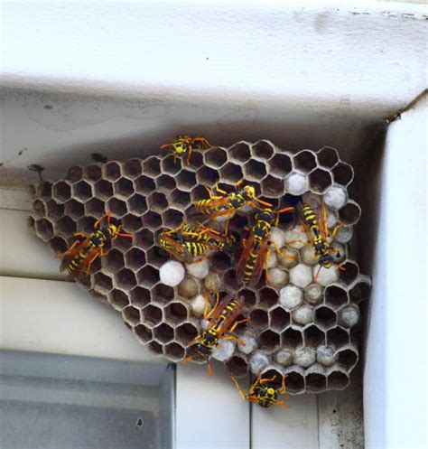 Wasp Pest Control | Sydney Pest Exterminators | Enviro PCS