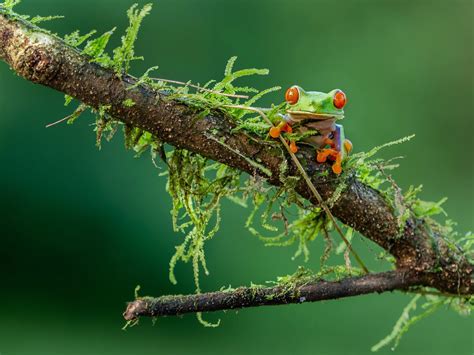 10 Mind Blowing Facts About The Red-Eyed Tree Frog - THE ENVIRONMENTOR