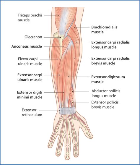 Posterior Forearm | Basicmedical Key