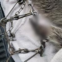 GRAPHIC CONTENT: Injuries from traps double in two years for Critter Care - The Fur-Bearers