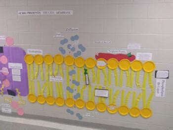 Cell Membrane and Transport Wall Model Project by Cook Science | TPT