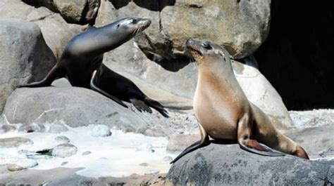 In flood-hit New York, sea lion escapes zoo, vehicles abandoned on road