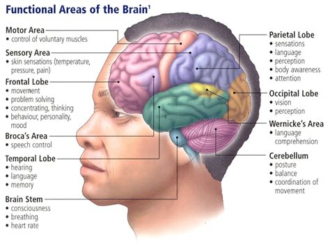 Traumatic Brain Injury: An Insider's Introduction | Human brain parts ...