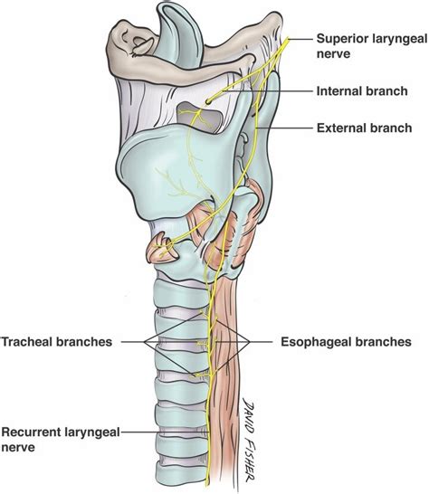 Avoiding the Esophageal Branches of the Recurrent Laryngeal Nerve During Retractor Placement ...