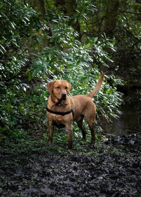 180+ Fox Red Lab Names For Your Red Furry Labrador Puppy