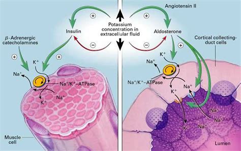 Hypokalemic periodic paralysis, causes, symptoms, diagnosis, treatment ...