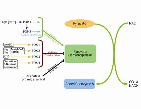 Pyruvate Dehydrogenase (PDH)