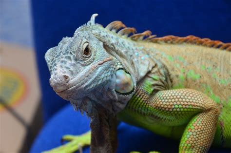 Iguana Reptiles · Free photo on Pixabay