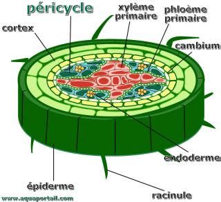 Péricycle : définition et explications