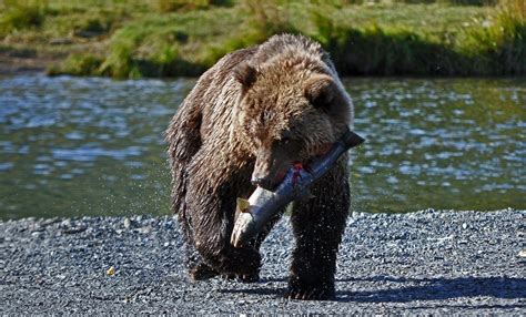 Kodiak Bears will eat all they can in the summer so that they can live on the fat reserves while ...