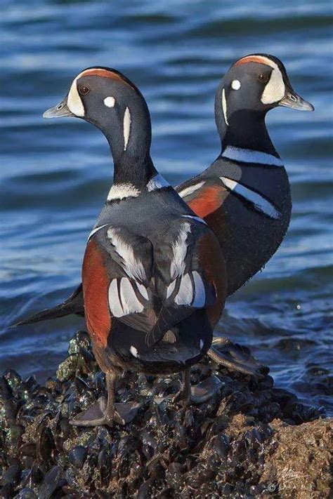 15 best Old Squaw Duck images on Pinterest | Ducks, Beautiful birds and Exotic birds