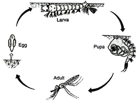 Life Cycle Of Female Anopheles Mosquito