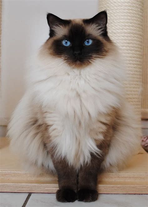 ragdoll cat | Ragdoll | Fluffy cat breeds, Cute animals, Pretty cats