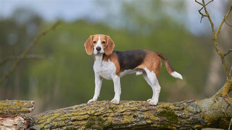 Download Beagle Dog On Tree Trunk Wallpaper | Wallpapers.com