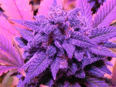 Foglia di cannabis trippy, Purple Weed Sfondo del telefono HD | Pxfuel