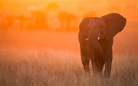 Download wallpapers elephant, sunset, Kenya, Africa, savannah, large elephants for desktop free ...