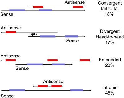 Frontiers | Natural Antisense Transcripts at the Interface between Host Genome and Mobile ...