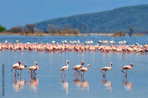 Flock of flamingos Stock Photo | Adobe Stock