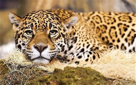 jaguar-animal-live-wallpaper-8a6515-h900.jpg 1 440 × 900 pixels (mit Bildern) | Jaguar tier ...