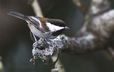 Chestnut-backed Chickadee - NestWatch