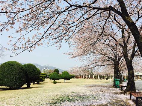 Cherry Blossoms in Seoul: When & Where to See Them in 2024