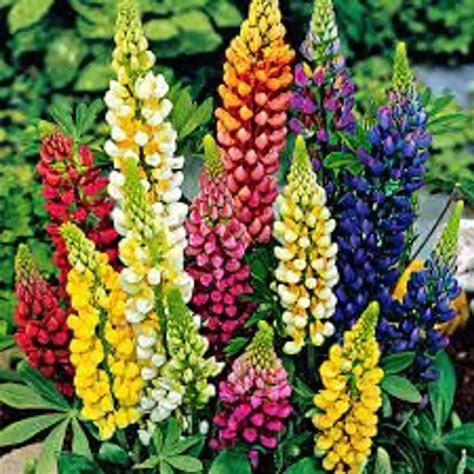 Buy Lupin flower seeds,high germination (50 seeds) - Lowest price in ...