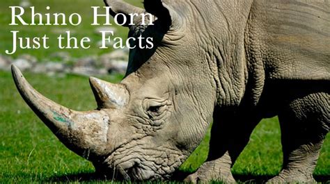 Myths About Rhino Horn - Don’t Buy It - Rhino SOS